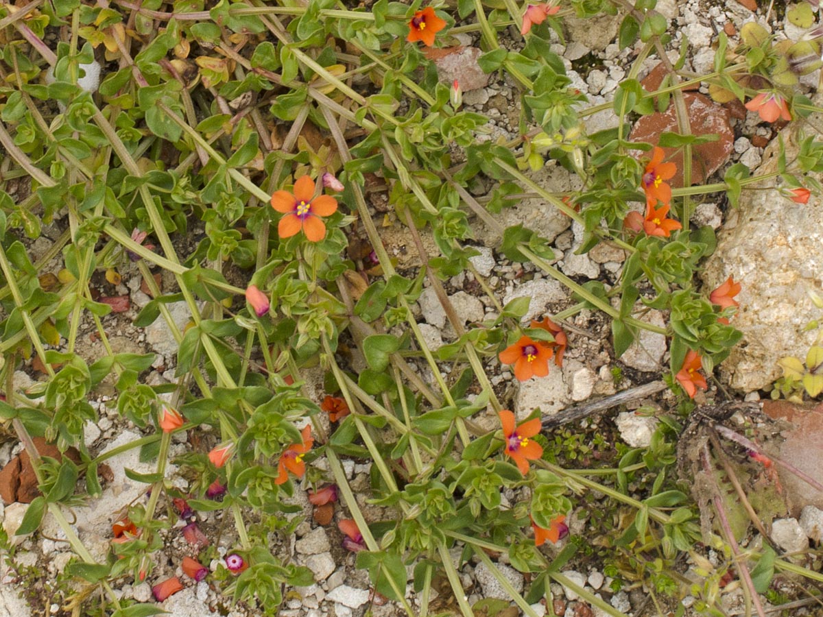 Anagallis arvensis